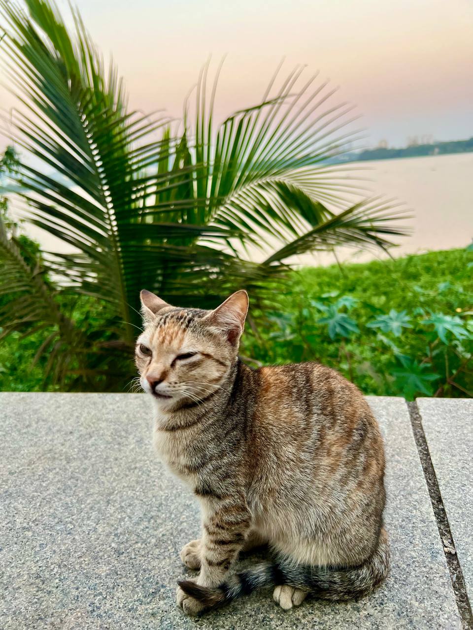 a cat sitting on a concrete ledge
